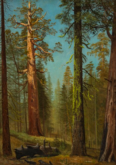 Der Grizzly-Riese Sequoia, Mariposa Grove, Kalifornien von Albert Bierstadt